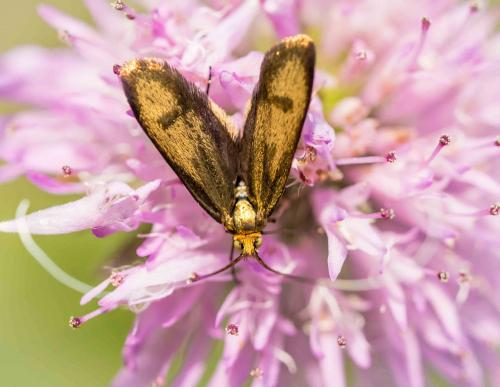 Nemophora metallica